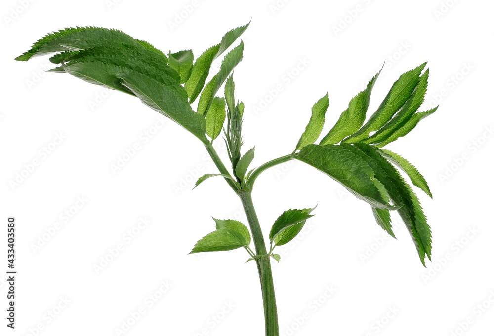 Fototapeta premium Danewort, dwarf elder leaves isolated on white background with clipping path