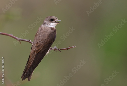 Sand Martin perched on tree twig, Riparia Riparia and branch
