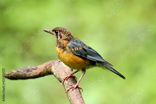 Orange Headed Ground Thrush Male-Geokichla citrina , Ganeshgudi, Karnataka, India