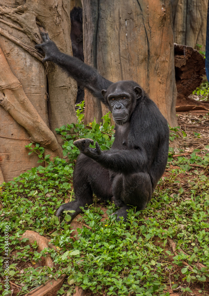 Fototapeta premium chimpanzee