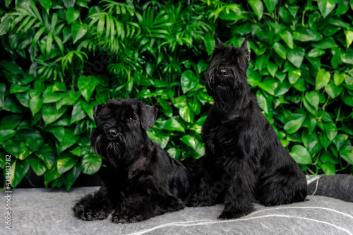 Wallpaper Mural Miniature Schnauzer Dog Or Zwergschnauzer indoor Torontodigital.ca