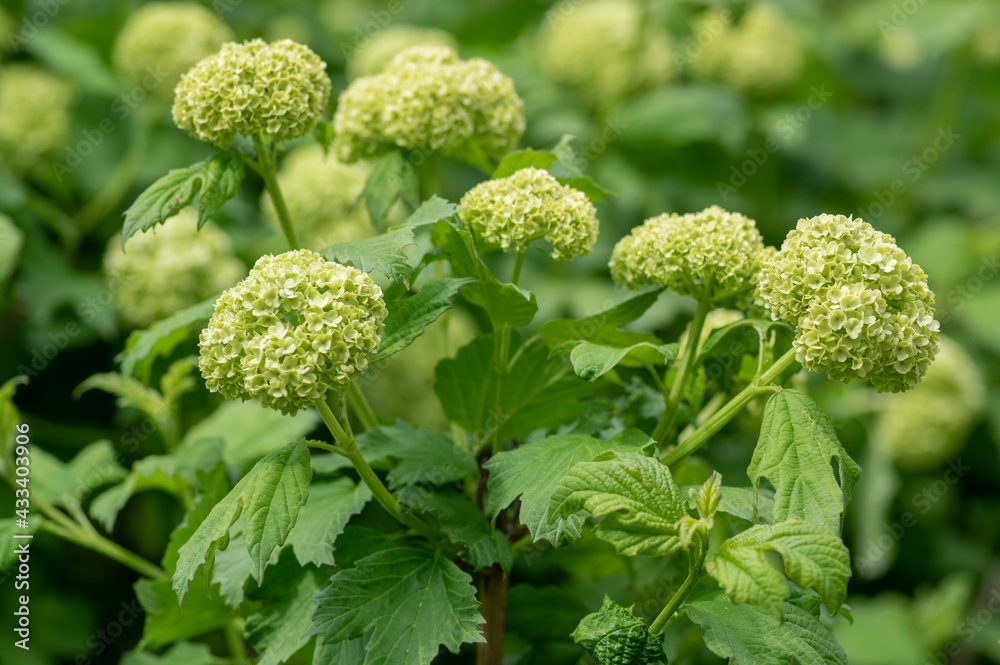 Viburnum opulus Roseum Snowball springtime flowering ornamental shrub, group of green white guelder rose flowers in bloom Viburnum opulus Roseum Snowball springtime flowering ornamental shrub, group of green white guelder rose flowers in bloom