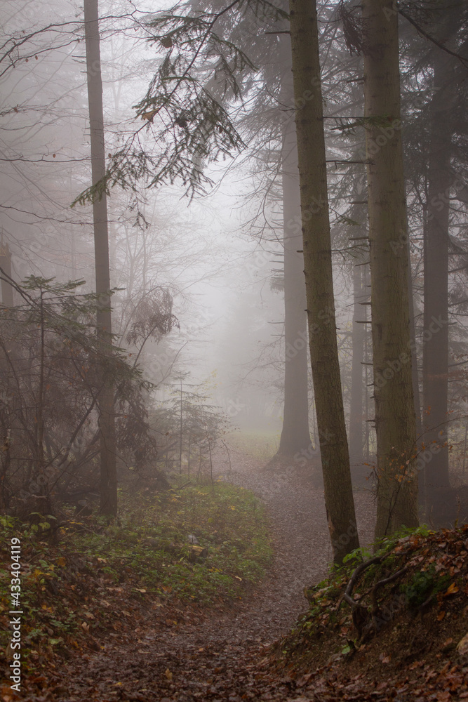 Mgla w lesie - obrazy, fototapety, plakaty 