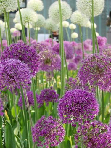 Light airy flowers in a perfect combination.  Delightful summer flowers of different shades