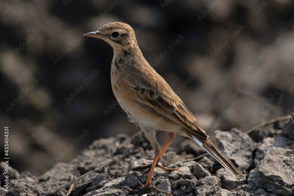 Fototapeta premium Paddyfield Pipit, Anthus rufulus, Kolkata, West Bengal, India