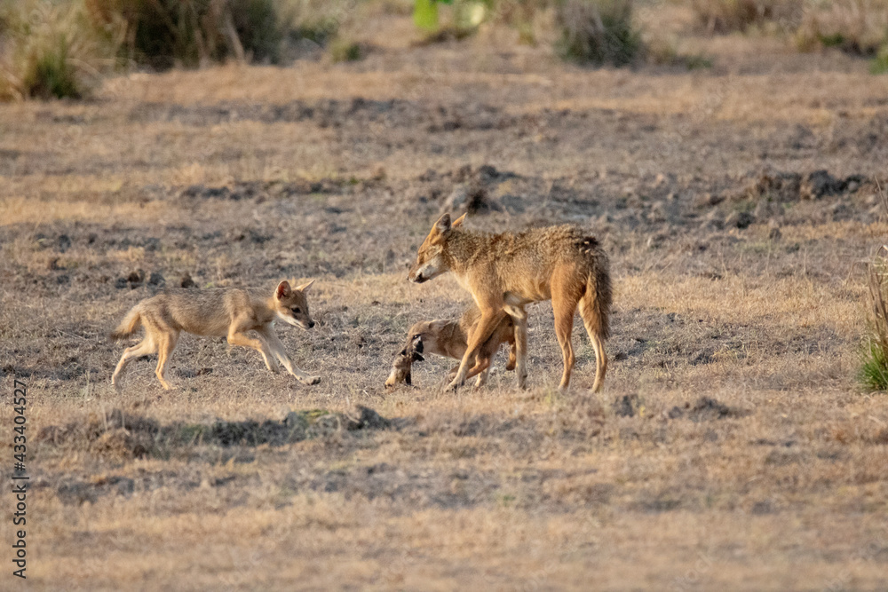 Obraz premium Golden jackal, Canis aureus mother with pups, Kanha National Park Madhya Pradesh, India