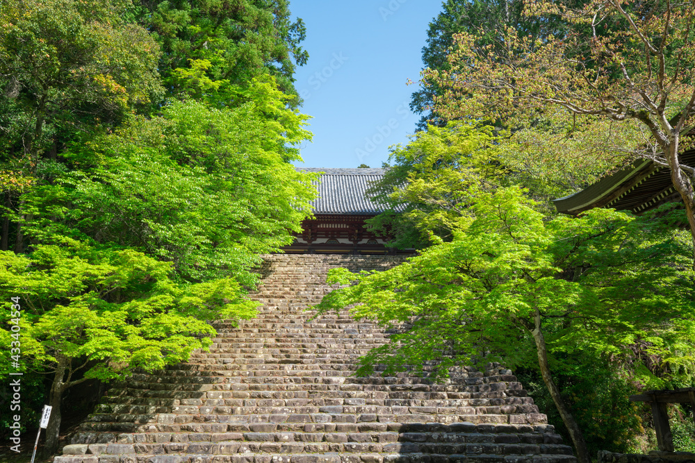 京都　神護寺の金堂と新緑