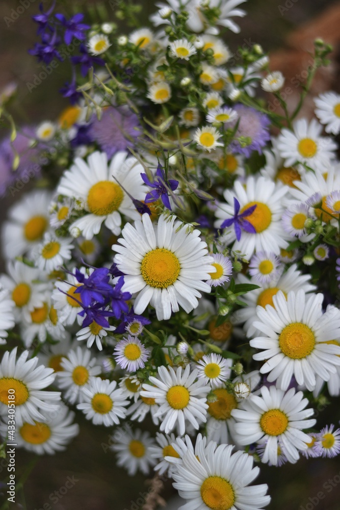 daisies in a field daisies in a field