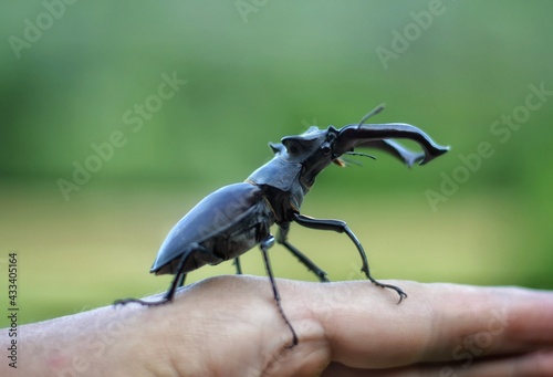 deer beetle in the grass © Oleksandr