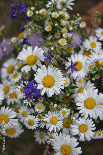 daisies in a field