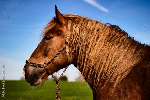 Portret konia na tle błękitnego nieba photo