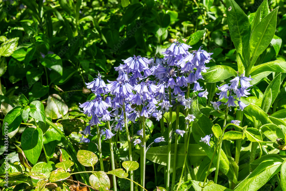 Blue forest hyacinth close-up in the spring garden, selective focus. Flowers bloom with small bells. Wildflowers on a background of green grass and green leaves. Blue forest hyacinth close-up in the spring garden, selective focus. Flowers bloom with small bells. Wildflowers on a background of green grass and green leaves.