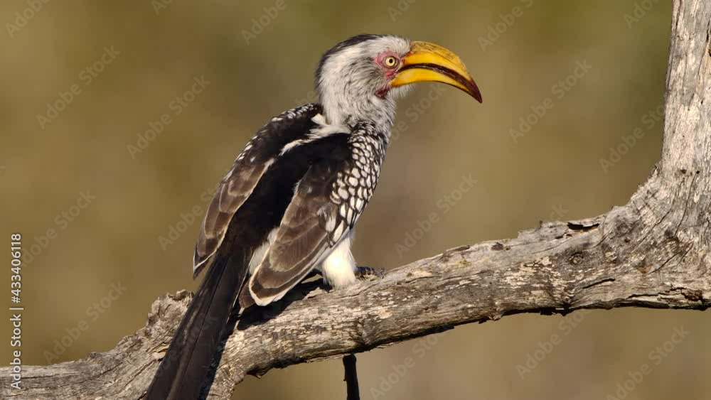 Medium shot of a Southern Yellow-billed Hornbill perched on a branch and cleaning its beak, Greater Kruger. Medium shot of a Southern Yellow-billed Hornbill perched on a branch and cleaning its beak, Greater Kruger.