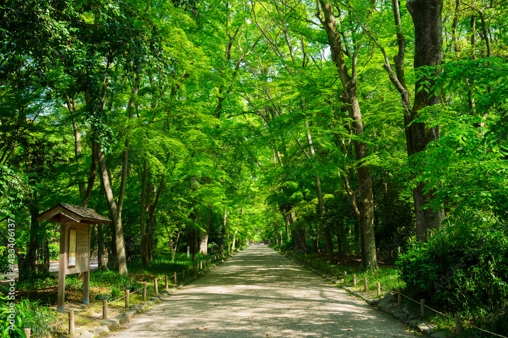 京都　下鴨神社の糺の森