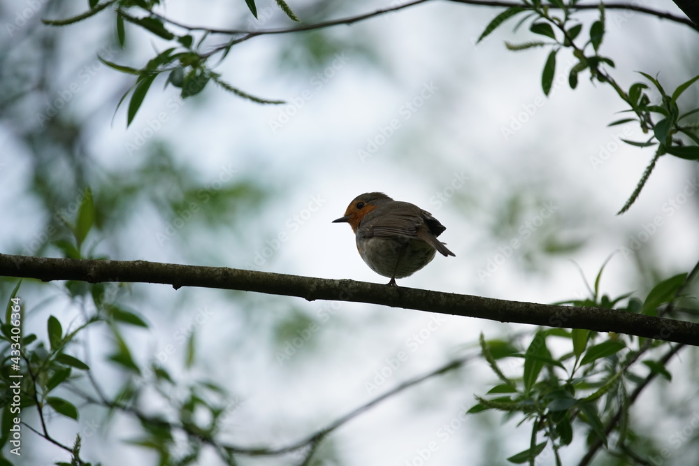 Juveniles Rotkehlchen auf einem Ast sitzend, Erithacus rubecula Juveniles Rotkehlchen auf einem Ast sitzend, Erithacus rubecula