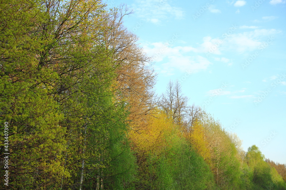 Beautiful forest. tall green trees. With a large branched crown. Sun at sunset. scenery. blue sky. park area. summer nature. Top background of tree branches. Environmental concept. Beautiful forest. tall green trees. With a large branched crown. Sun at sunset. scenery. blue sky. park area. summer nature. Top background of tree branches. Environmental concept.