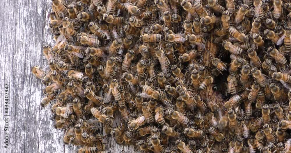 Natural bee hive in a wood barrell with lots of bees flying in and out. Natural bee hive in a wood barrell with lots of bees flying in and out.