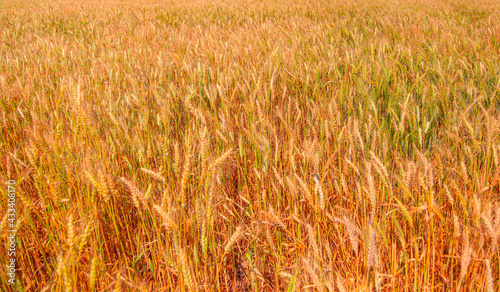 Beautiful landscape of yellow wheat field ready for harvest growing in a farm field