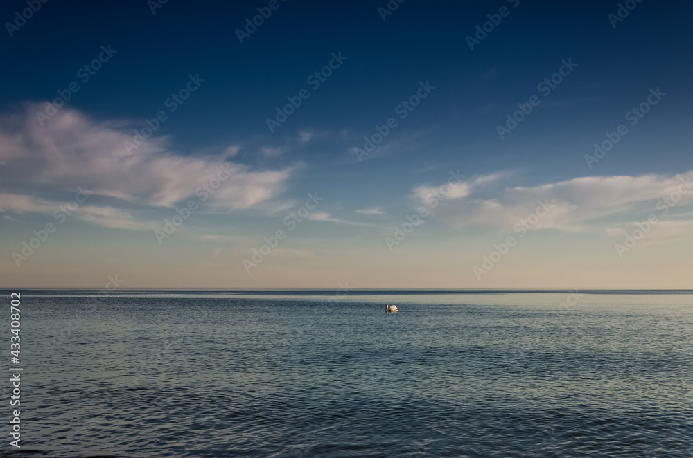 SWAN - The white bird swims in sea SWAN - The white bird swims in sea