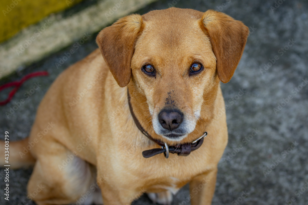 Amazing beautiful looking big dog, sitting outdoors. Amazing beautiful looking big dog, sitting outdoors.
