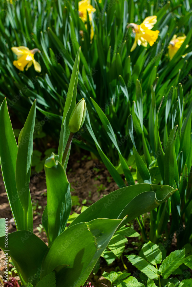 Fototapeta premium Beautiful yellow daffodils in the spring in the garden, young unblown tulip bud