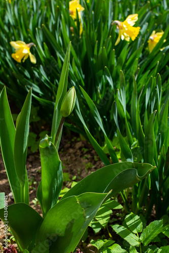 Beautiful yellow daffodils in the spring in the garden  young unblown tulip bud