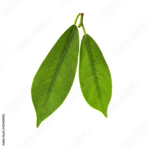 Green nature leaves isolated on white background