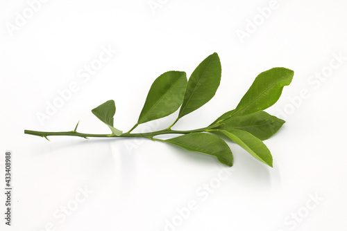 Green nature leaves isolated on white background