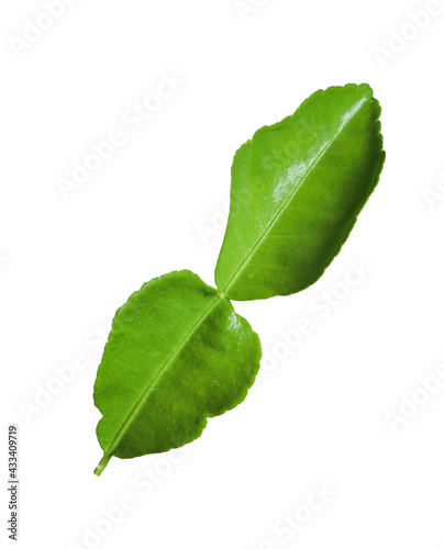 Kaffir lime leaves isolated on white background