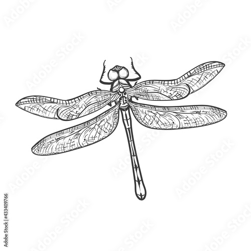 Hand drawn sketch black and white insect dragonfly. Vector illustration. Elements in graphic style label, card, sticker, menu, package. Engraved style