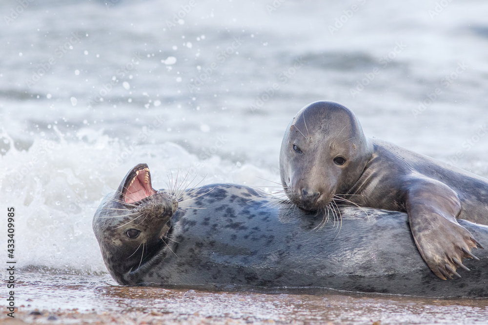 Fototapeta premium Breeding pair of grey seals. Animal affection. Beautiful wildlife image.