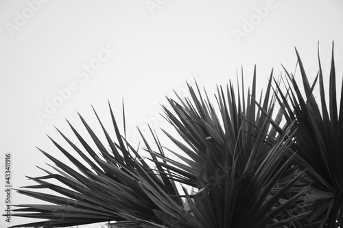 Palm tree and leaves black and white background