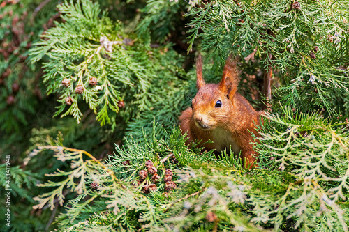 Eichhörnchen in Freiheit © Harald Tedesco