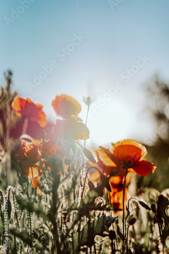 beautiful photo of poppies against the sky. Sunset and sunbeams. Vertical photo  screensaver on your phone