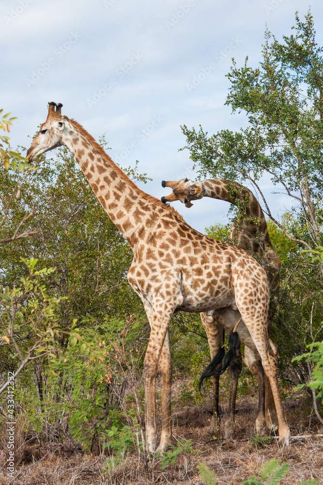 Obraz premium Pair of adult giraffes with one bending his neck sideways looking funny and crazy in Kruger National Park, South Africa