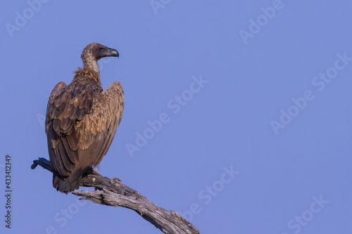 Solitary white-backed vulture  Gyps africanus  sitting on a dead tree alone in Kruger National Park  South Africa with copy space