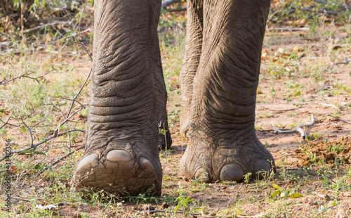 Closeup of big elephant feet and toenails walking and stepping in Kruger National Park, South Africa
