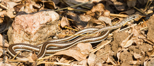 A mildly venomous Western Yellow-bellied Sand Snake (Psammophis subtaeniatus) lying on the ground with leaves and rocks in Kruger National Park, South Africa panoramic view