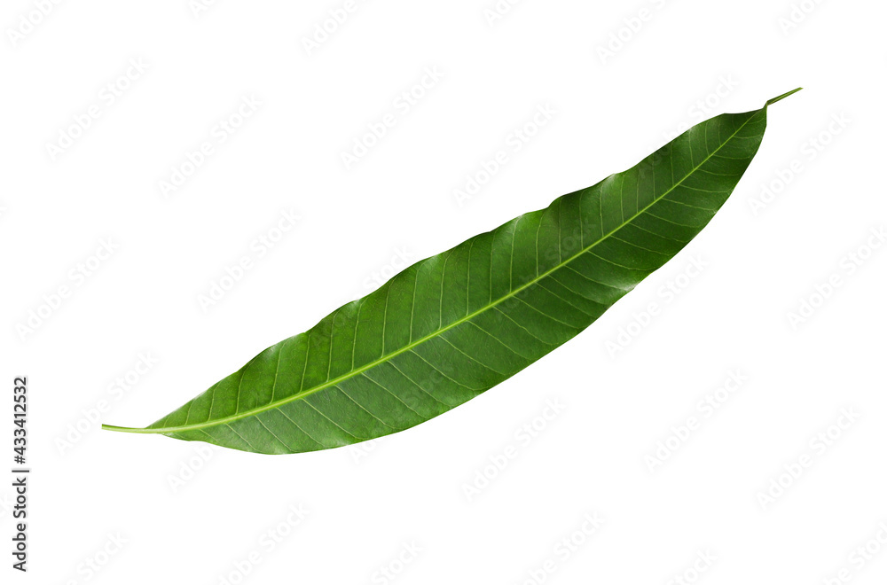 Obraz premium Mango leaves isolated on white background