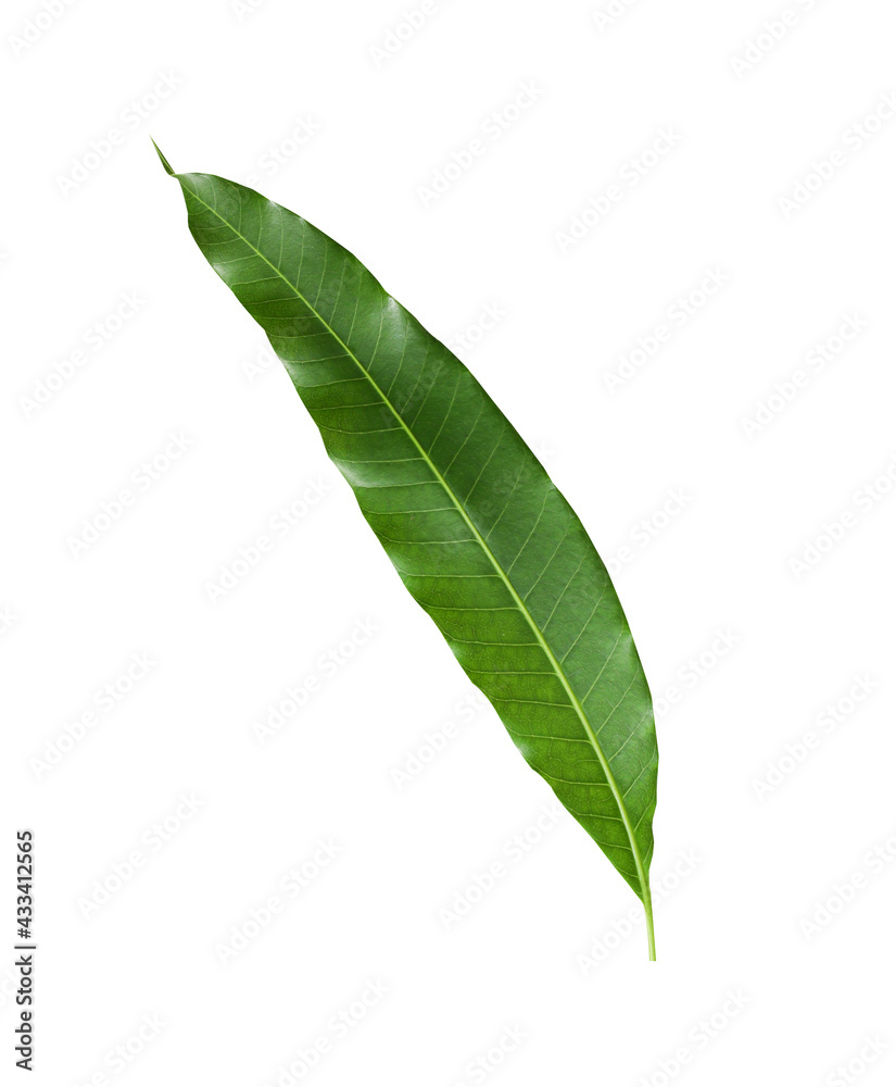 Obraz premium Mango leaves isolated on white background