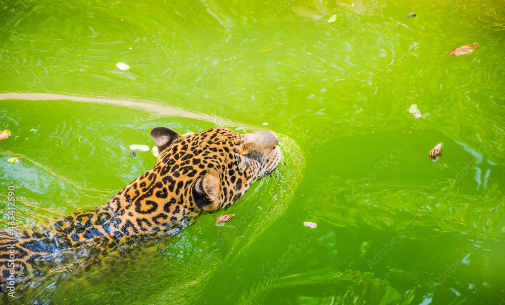 leopard, swimming in the pond leopard, swimming in the pond