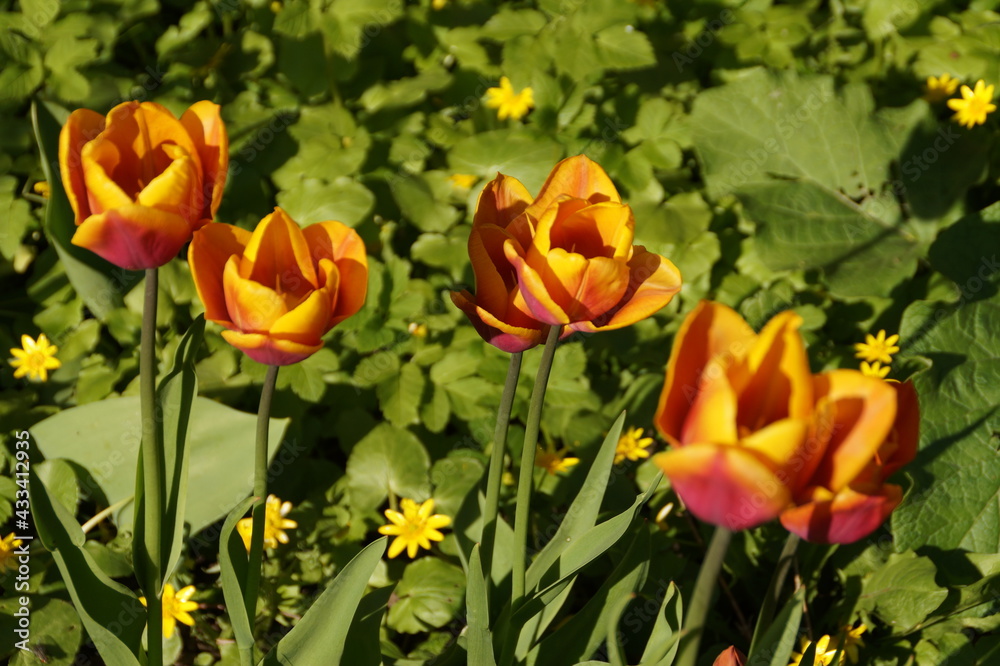 yellow and red tulips yellow and red tulips