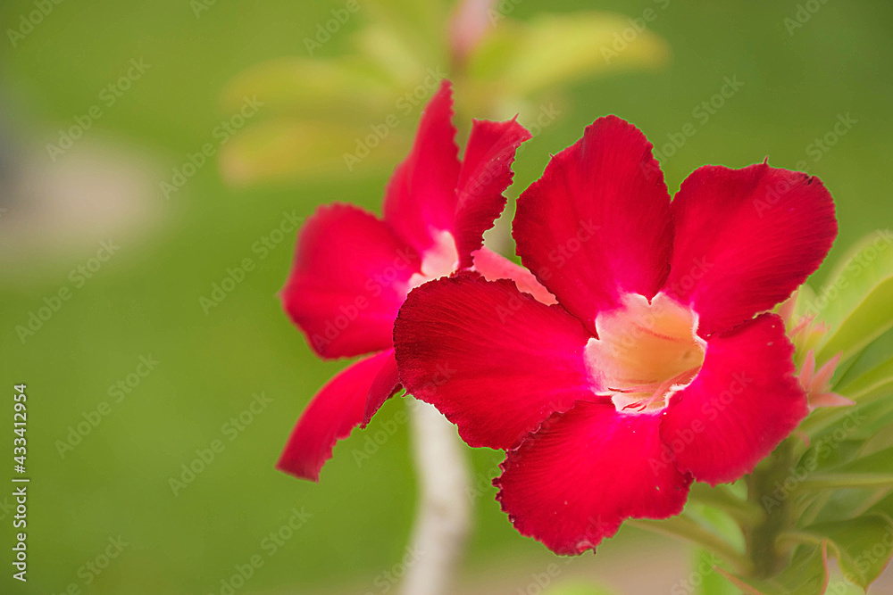 red hibiscus flower