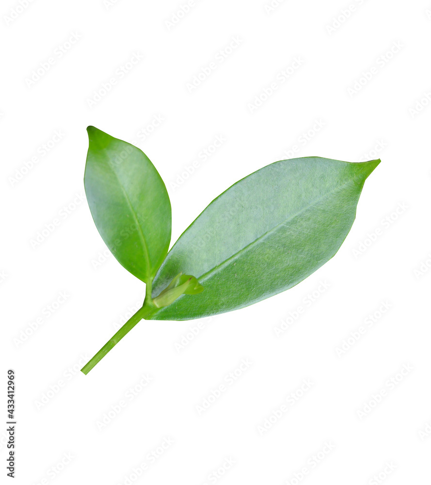 Obraz premium Green leaves isolated on white background