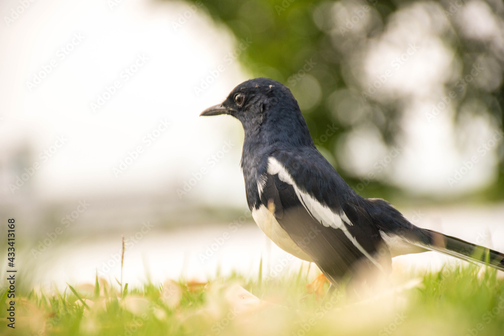 blackbird on the grass blackbird on the grass
