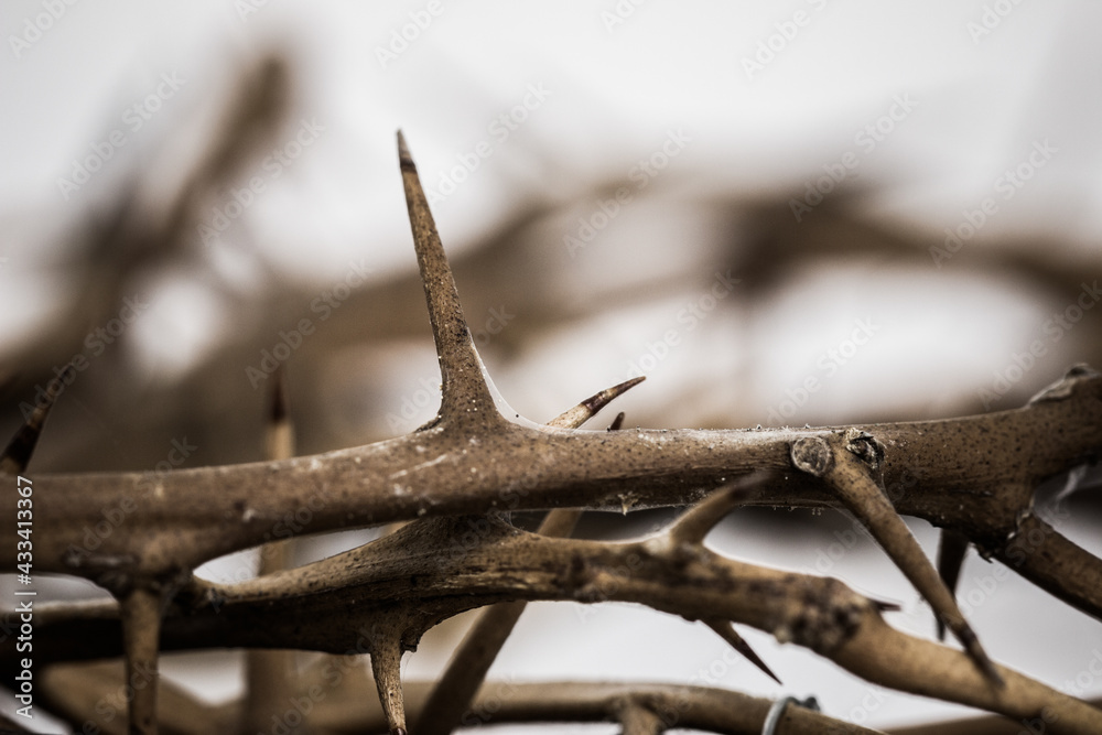 A thorn crown over white background. A thorn crown over white background.