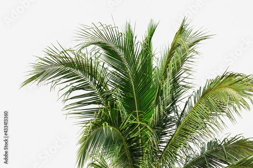 Green coconut tree isolated on white background