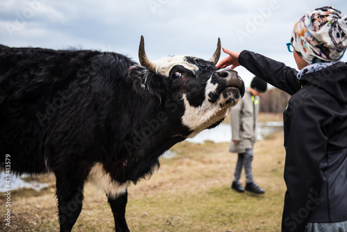 Canvas Print Wild cow in open landscape, located in Engure Nature Park, Latvia