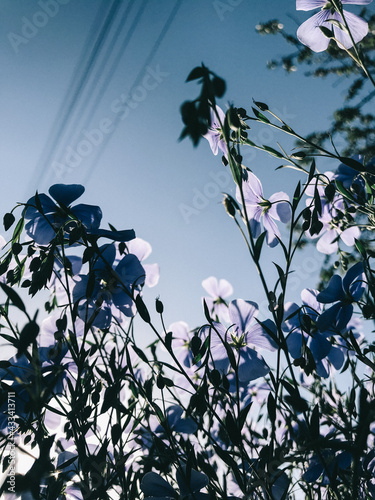 beautiful plant against the blue sky