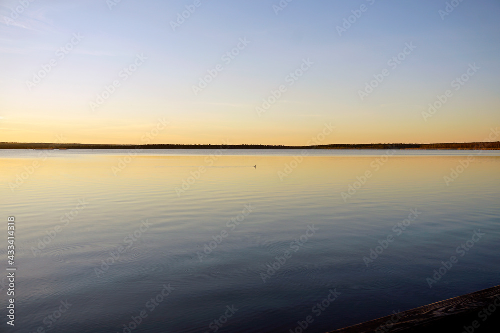 Fototapeta premium Evening dawn over a forest lake. Reflection of the sky in the field and a lonely duck.